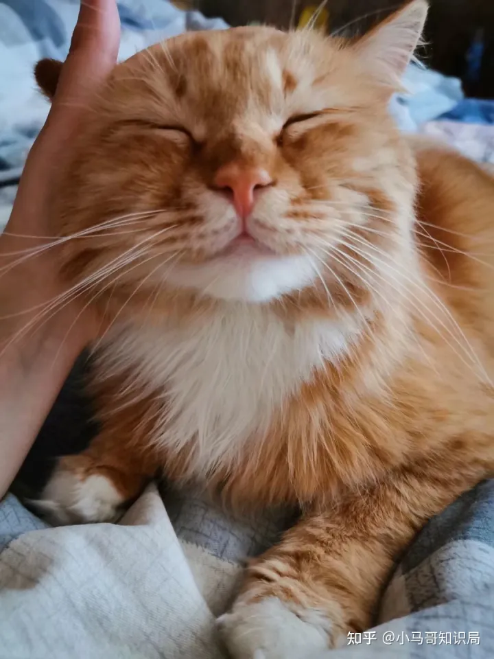 训犬师收入怎么样知乎，训练1只狗收费上万？宠物学校那么赚钱，为什么很少有人开？