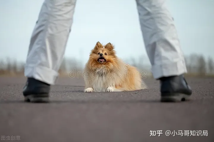 训犬师收入怎么样知乎，训练1只狗收费上万？宠物学校那么赚钱，为什么很少有人开？