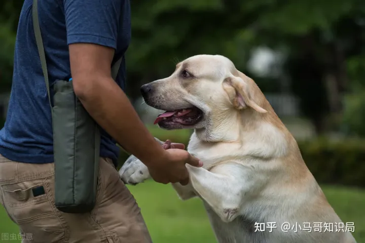 训犬师收入怎么样知乎，训练1只狗收费上万？宠物学校那么赚钱，为什么很少有人开？