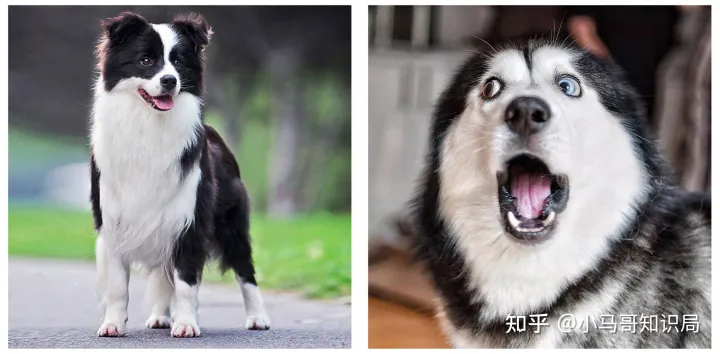 训犬师收入怎么样知乎，训练1只狗收费上万？宠物学校那么赚钱，为什么很少有人开？