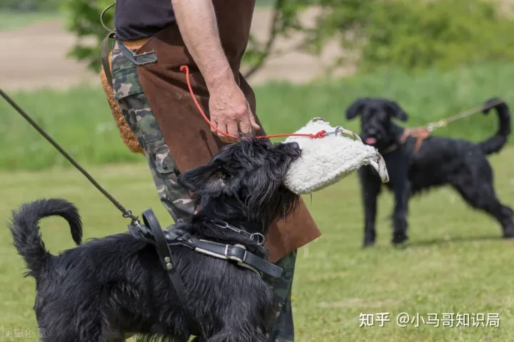 训犬师收入怎么样知乎，训练1只狗收费上万？宠物学校那么赚钱，为什么很少有人开？