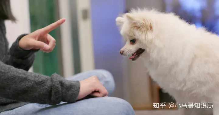 训犬师收入怎么样知乎，训练1只狗收费上万？宠物学校那么赚钱，为什么很少有人开？