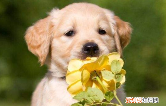 金毛训练的最佳年龄,让金毛成为乖宝宝,金毛训练的最佳年龄,让金毛成为乖宝宝了