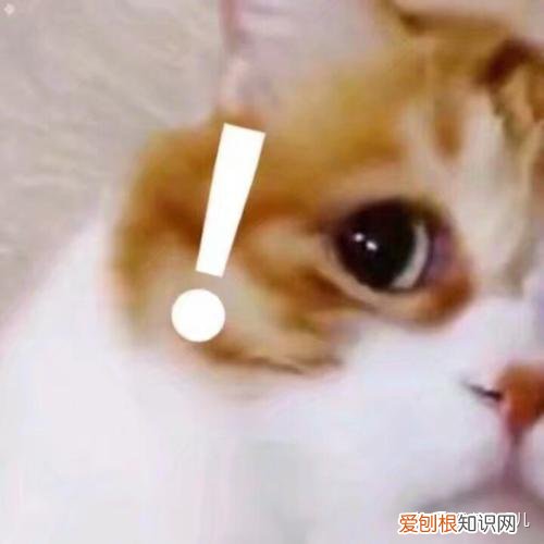 好好养一盆薄荷，哦莫一年了，我的薄荷活得还很好，聊聊怎么养薄荷？