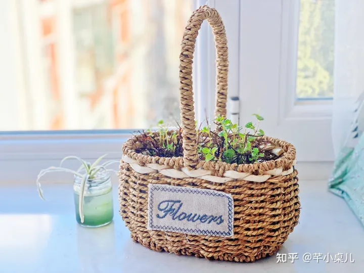 好好养一盆薄荷，哦莫一年了，我的薄荷活得还很好，聊聊怎么养薄荷？