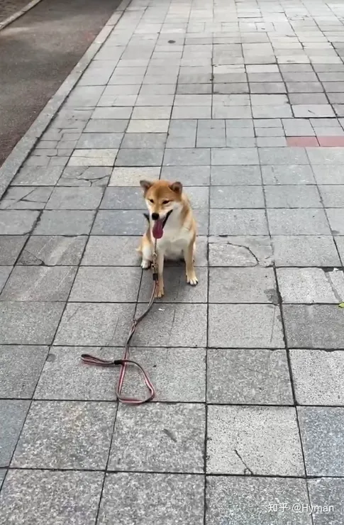东莞狗狗训练学校地址，柴犬咬人纠正收费？广州训练狗狗学校分享费用方案