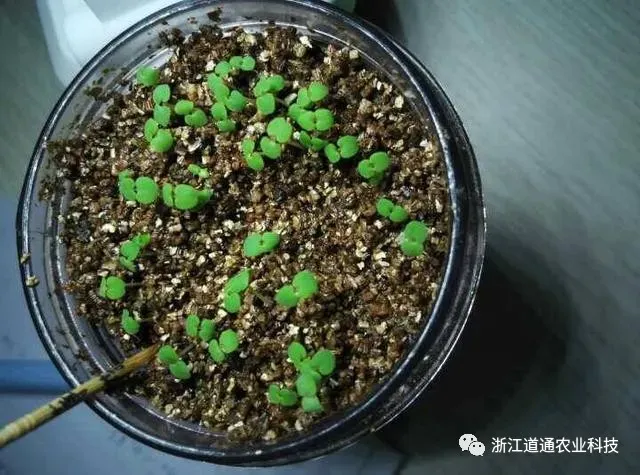 盆栽薄荷种植方法，手把手教你种植薄荷的小技巧，蹭蹭就长爆盆！