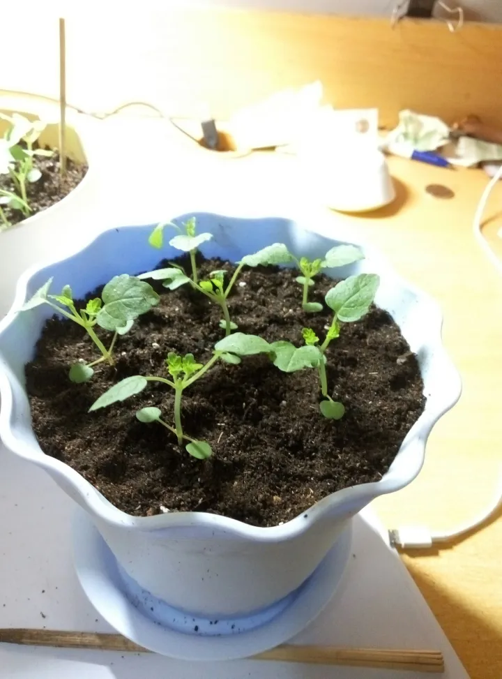 如何种薄荷苗，在家怎么种薄荷？