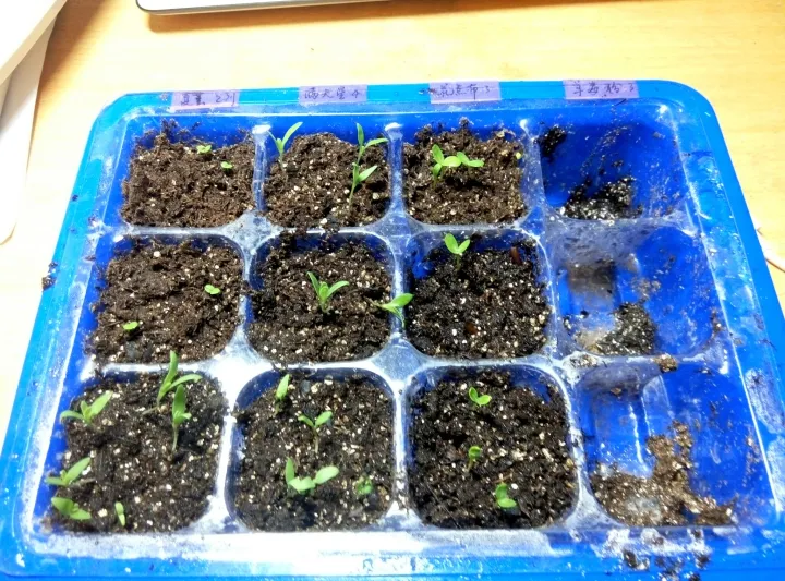 如何种薄荷苗，在家怎么种薄荷？