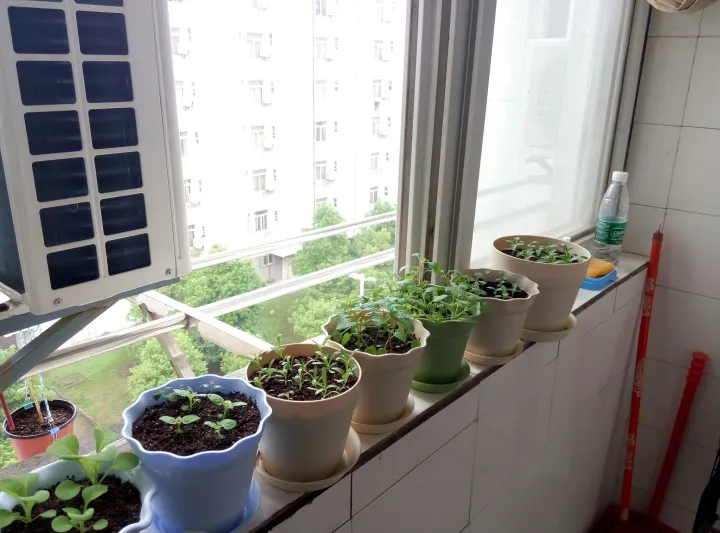 如何种薄荷苗，在家怎么种薄荷？