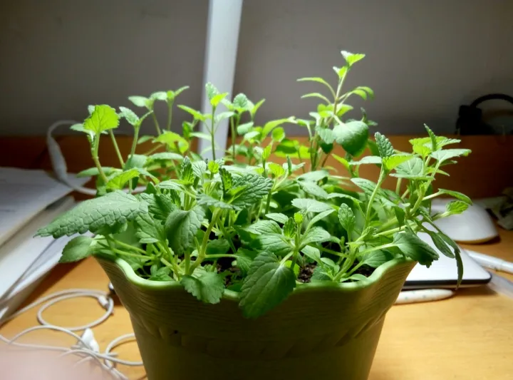 如何种薄荷苗，在家怎么种薄荷？