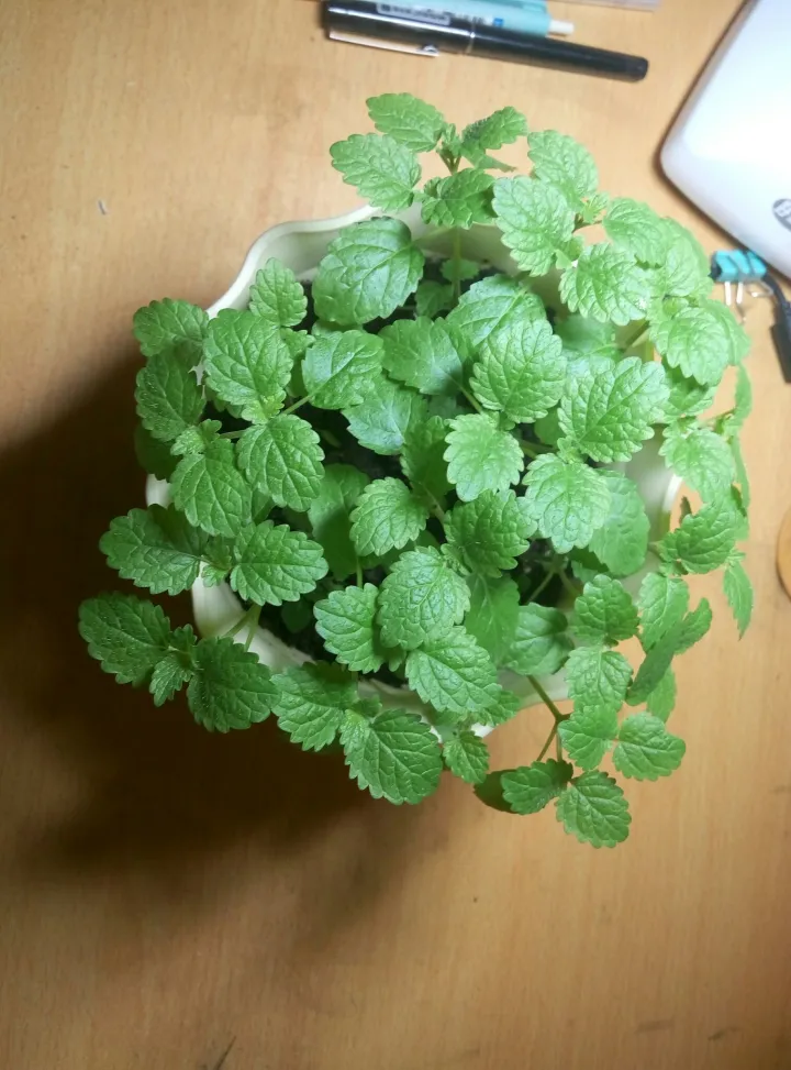 如何种薄荷苗，在家怎么种薄荷？