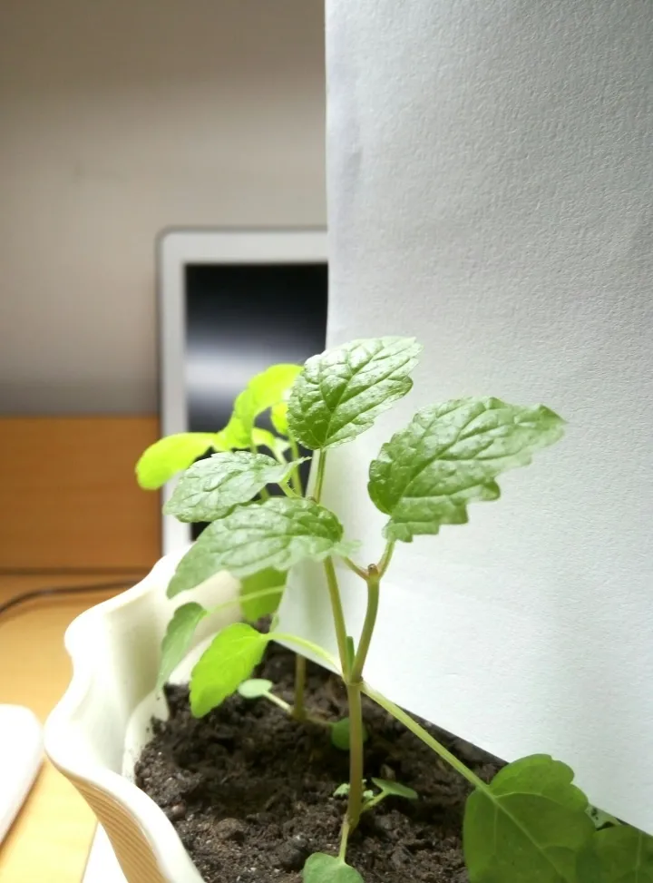 如何种薄荷苗，在家怎么种薄荷？