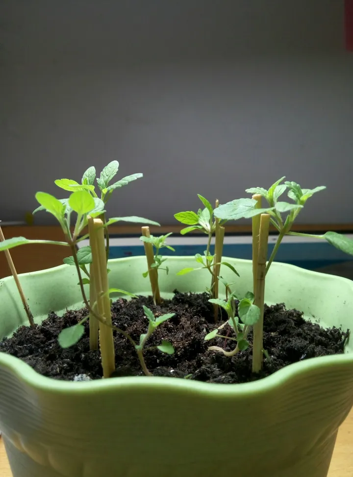 如何种薄荷苗，在家怎么种薄荷？