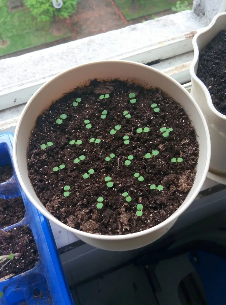 如何种薄荷苗，在家怎么种薄荷？