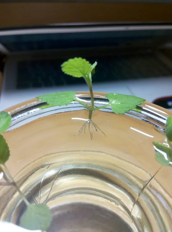 如何种薄荷苗，在家怎么种薄荷？