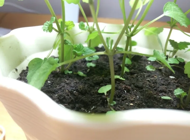 如何种薄荷苗，在家怎么种薄荷？