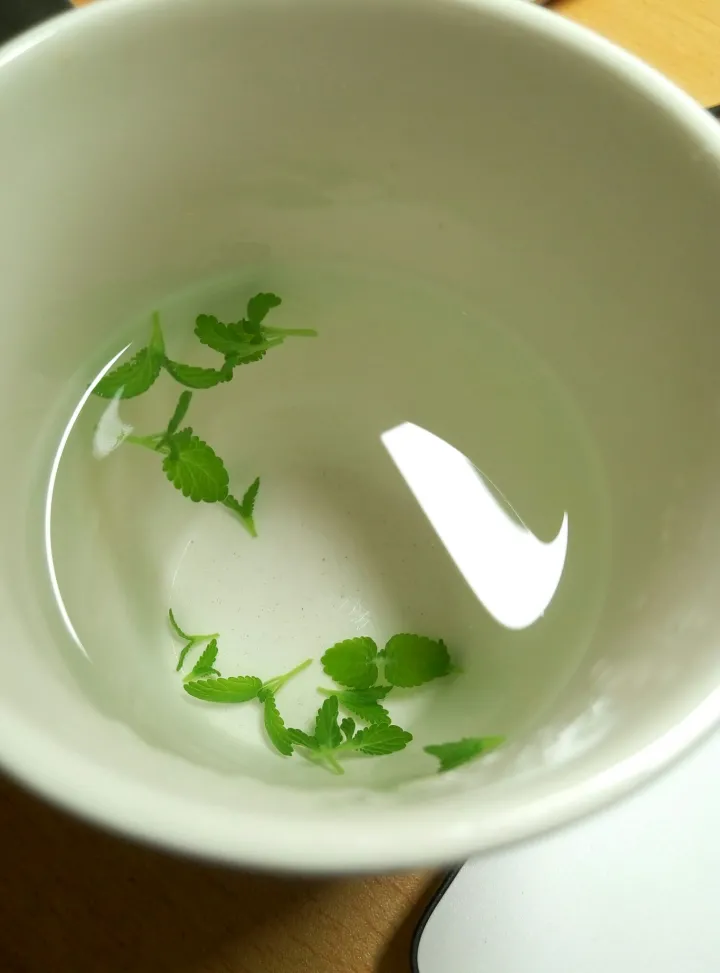 如何种薄荷苗，在家怎么种薄荷？