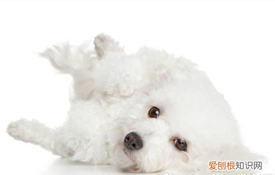 比熊长到几个月就不长了呢? 比熊几个月就不长了