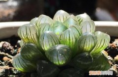 玉露的栽种方法视频，玉露换盆这么做，用最简单的方法，养出最美的玉露盆栽！