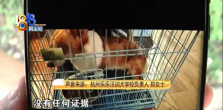训狗狗哭了，训犬学校里出意外，“乐乐汪”说态度积极