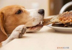 狗吃了鱼刺怎么办能好 狗狗吃了鱼刺怎么软化