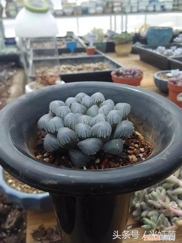 玉露换盆后怎么养护,多肉玉露最佳换盆时机,错过就等着后悔