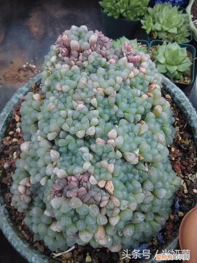 玉露换盆后怎么养护,多肉玉露最佳换盆时机,错过就等着后悔