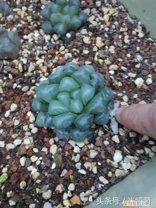 玉露换盆后怎么养护,多肉玉露最佳换盆时机,错过就等着后悔