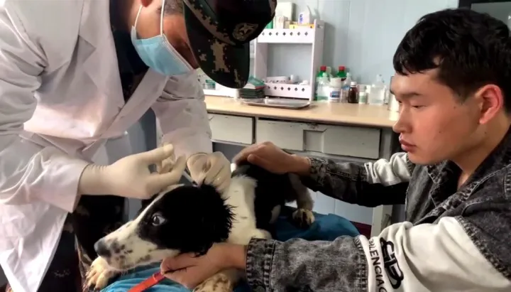 西安狗狗培训学校有哪些，西安宠物狗训练学校，让你的宠物狗与众不同！