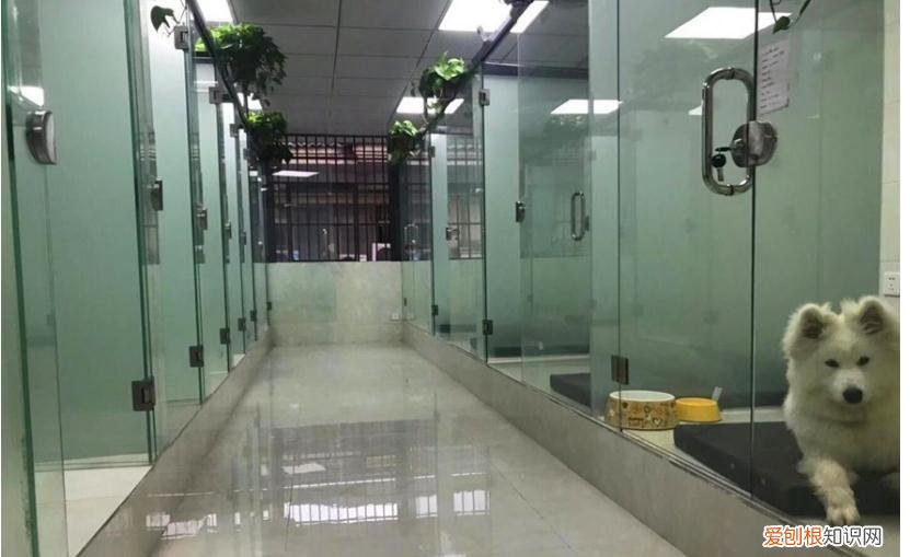 西安狗狗培训学校有哪些，西安宠物狗训练学校，让你的宠物狗与众不同！