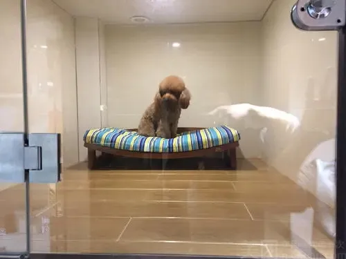 西安狗狗培训学校有哪些，西安宠物狗训练学校，让你的宠物狗与众不同！