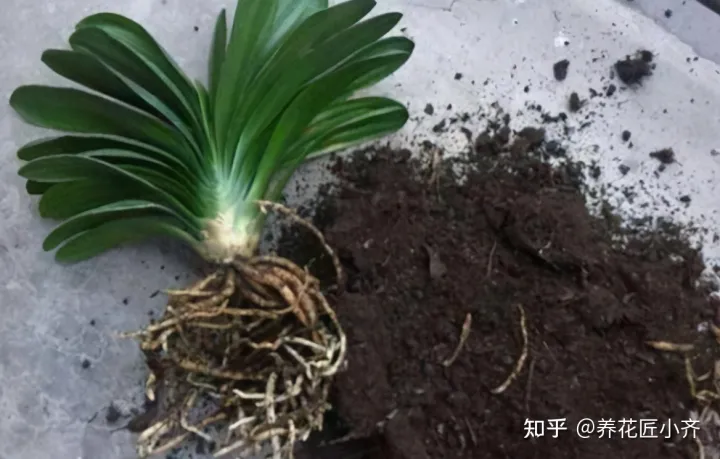 才买的花怎么换盆,想换盆怕把花“换死”?教你一个“安全”的方法,换完快速生长