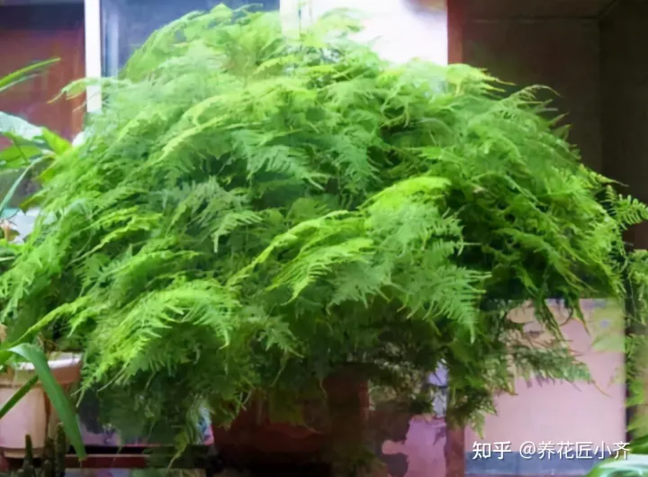 才买的花怎么换盆,想换盆怕把花“换死”?教你一个“安全”的方法,换完快速生长