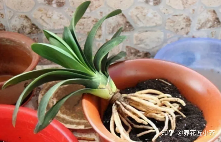 才买的花怎么换盆,想换盆怕把花“换死”?教你一个“安全”的方法,换完快速生长