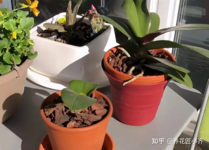 才买的花怎么换盆,想换盆怕把花“换死”?教你一个“安全”的方法,换完快速生长
