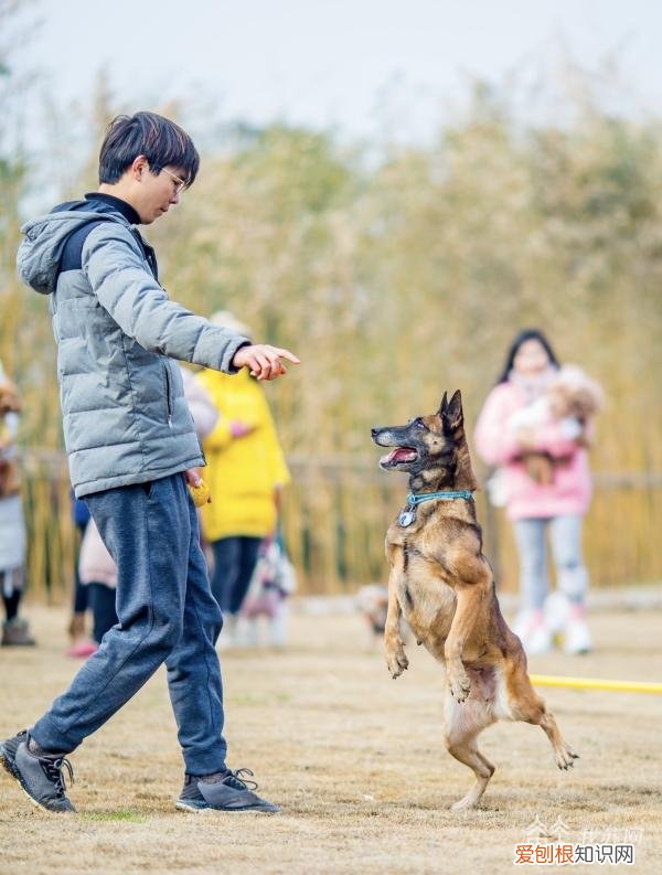 培训好的狗狗多少钱一条，5000元一个月的“狗狗培训班”，是噱头还是专业？