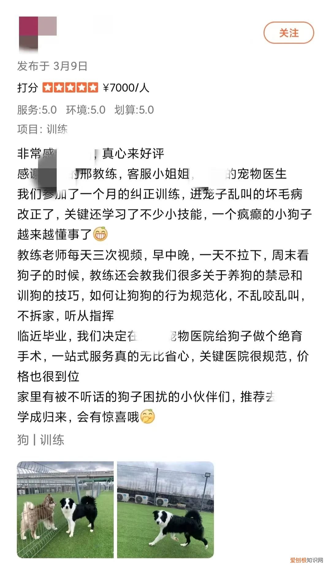 培训狗需要多少钱，5000一个月的“狗德培训班”，到底值不值？