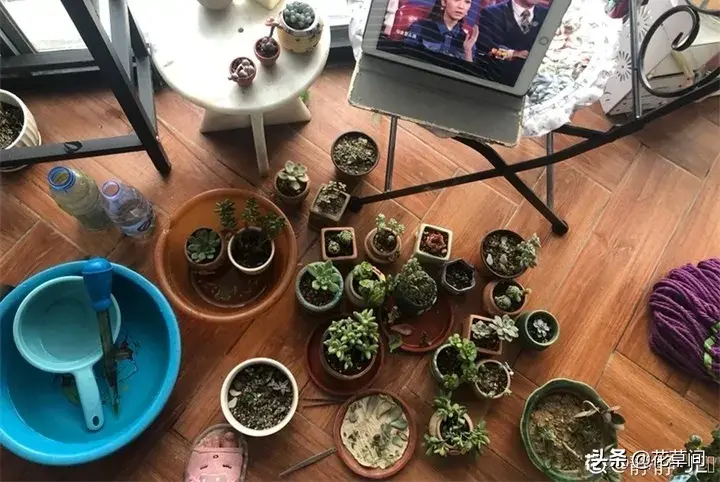 多肉养在家里好吗，宅在家很无聊？快来养多肉吧！7个小技巧让你的多肉更加生机勃勃