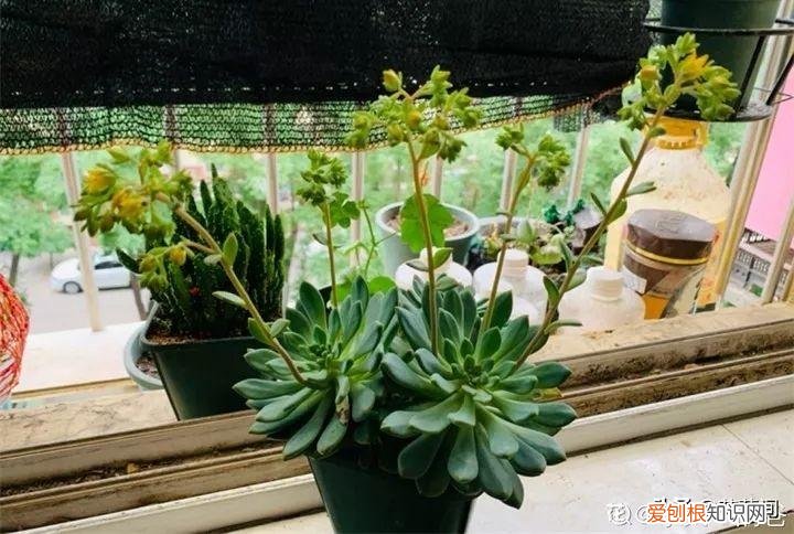 多肉养在家里好吗，宅在家很无聊？快来养多肉吧！7个小技巧让你的多肉更加生机勃勃