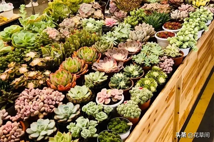 多肉养在家里好吗，宅在家很无聊？快来养多肉吧！7个小技巧让你的多肉更加生机勃勃