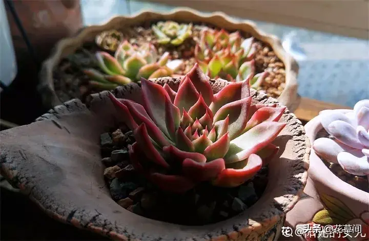 多肉养在家里好吗，宅在家很无聊？快来养多肉吧！7个小技巧让你的多肉更加生机勃勃