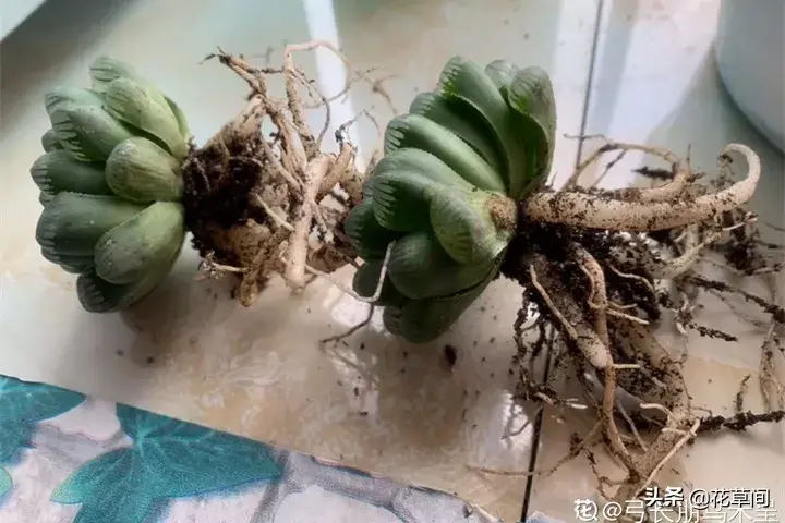 多肉养在家里好吗，宅在家很无聊？快来养多肉吧！7个小技巧让你的多肉更加生机勃勃