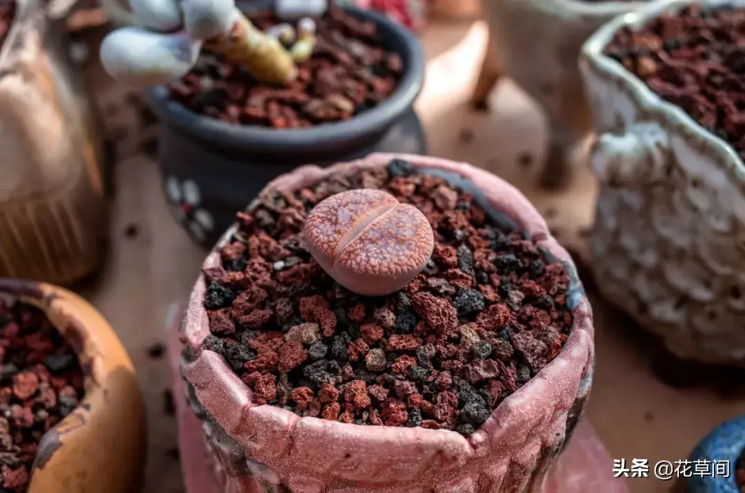 多肉养在家里好吗，宅在家很无聊？快来养多肉吧！7个小技巧让你的多肉更加生机勃勃