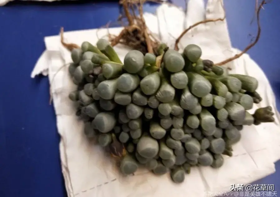 多肉养在家里好吗，宅在家很无聊？快来养多肉吧！7个小技巧让你的多肉更加生机勃勃