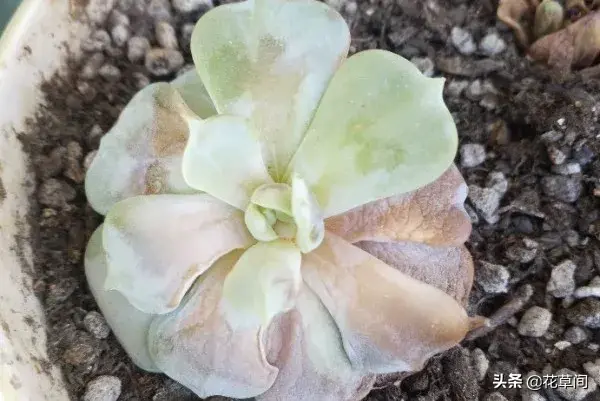 多肉养在家里好吗，宅在家很无聊？快来养多肉吧！7个小技巧让你的多肉更加生机勃勃