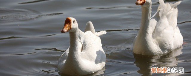 吃鹅肉的好处鹅蛋的功效与作用 吃鹅肉的好处