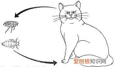 猫绦虫，猫绦虫节片会在人身上存活吗