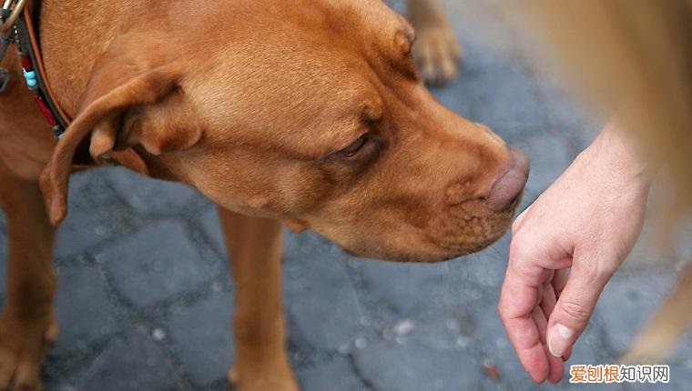 训犬师累吗，最让训犬师崩溃的5件事，训练狗狗可没有想象那么帅气轻松