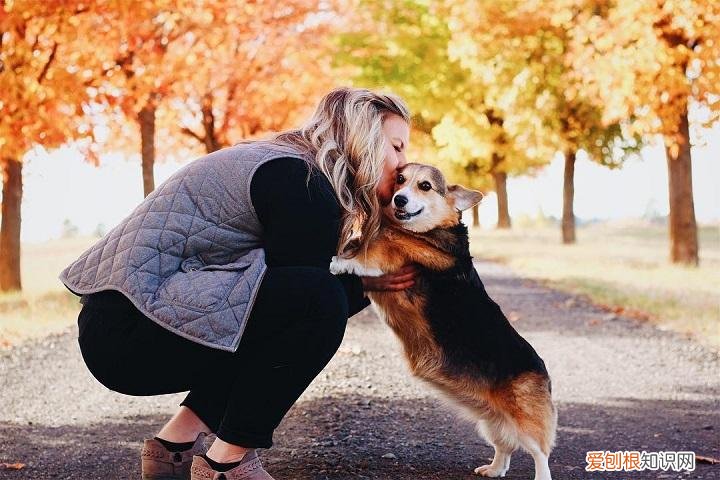 训犬师累吗，最让训犬师崩溃的5件事，训练狗狗可没有想象那么帅气轻松